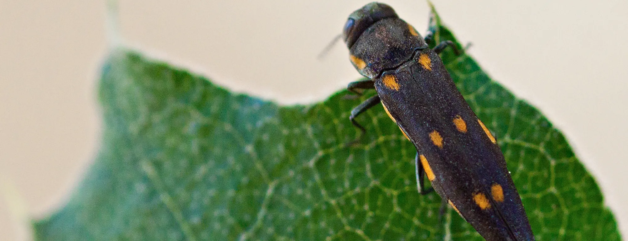 Beetle on a green leaf