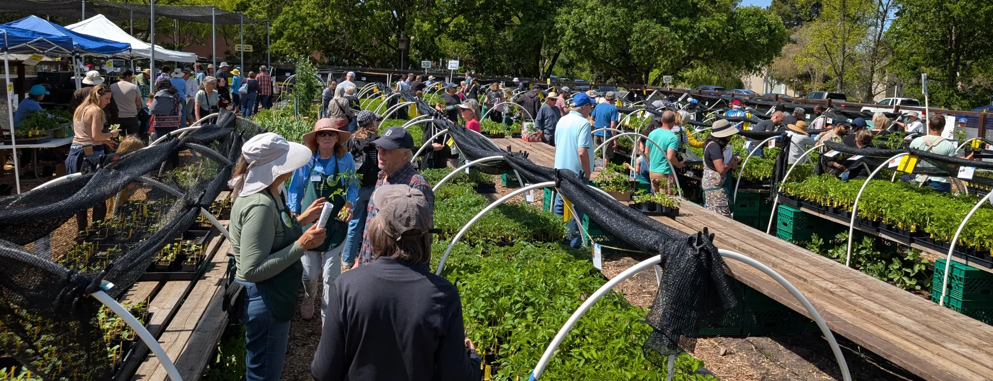 Master Gardener Great Tomato Plant Sale at Our Garden