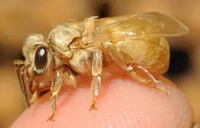babybeecropped