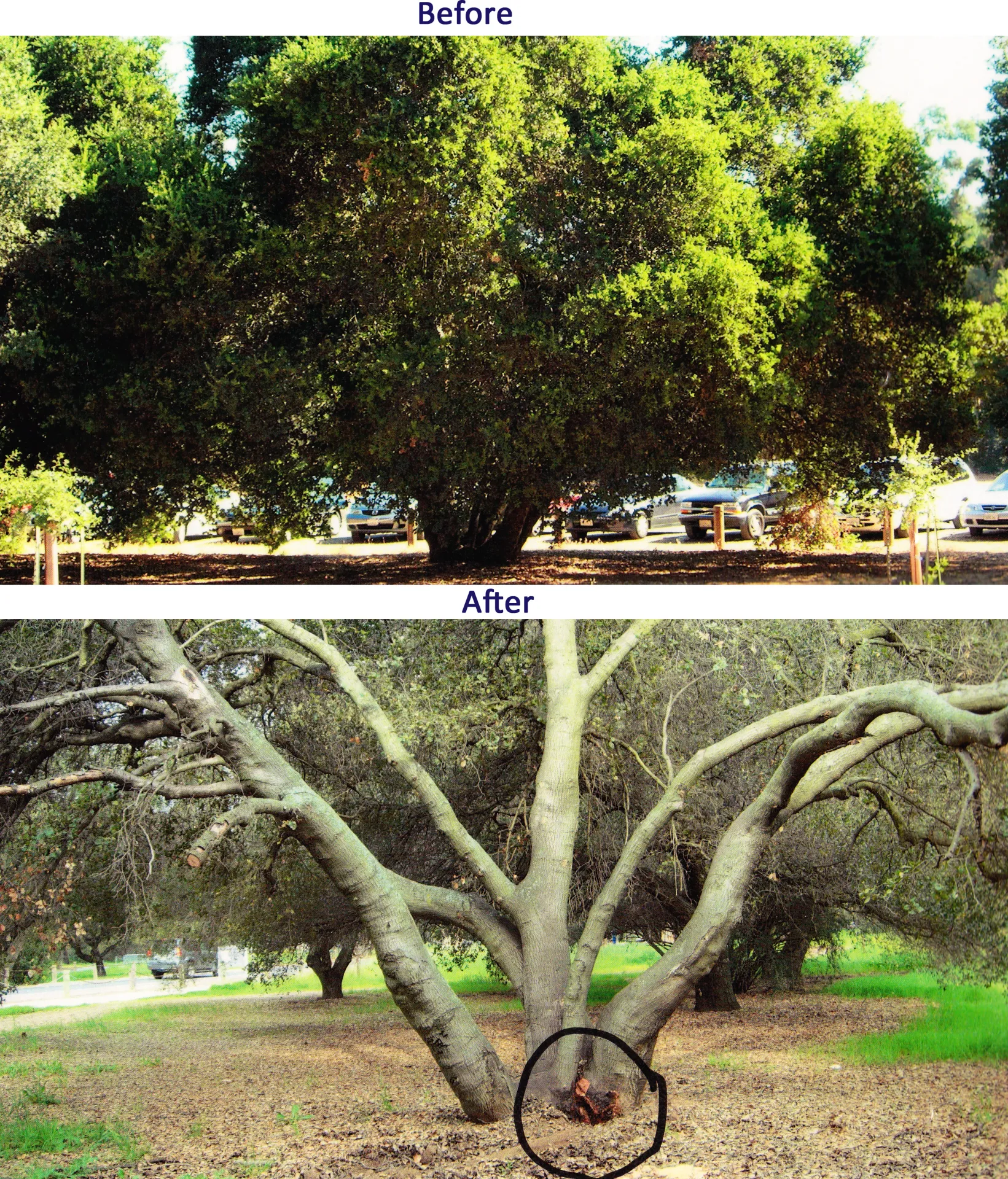 coast live oak multiple trunk failure