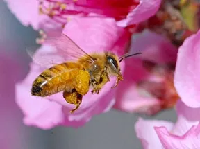 beetowardnectarine