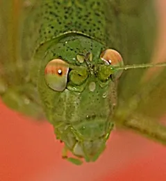 eyeshead 6261