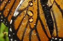 butterflysmall