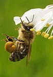 bugsquadbee