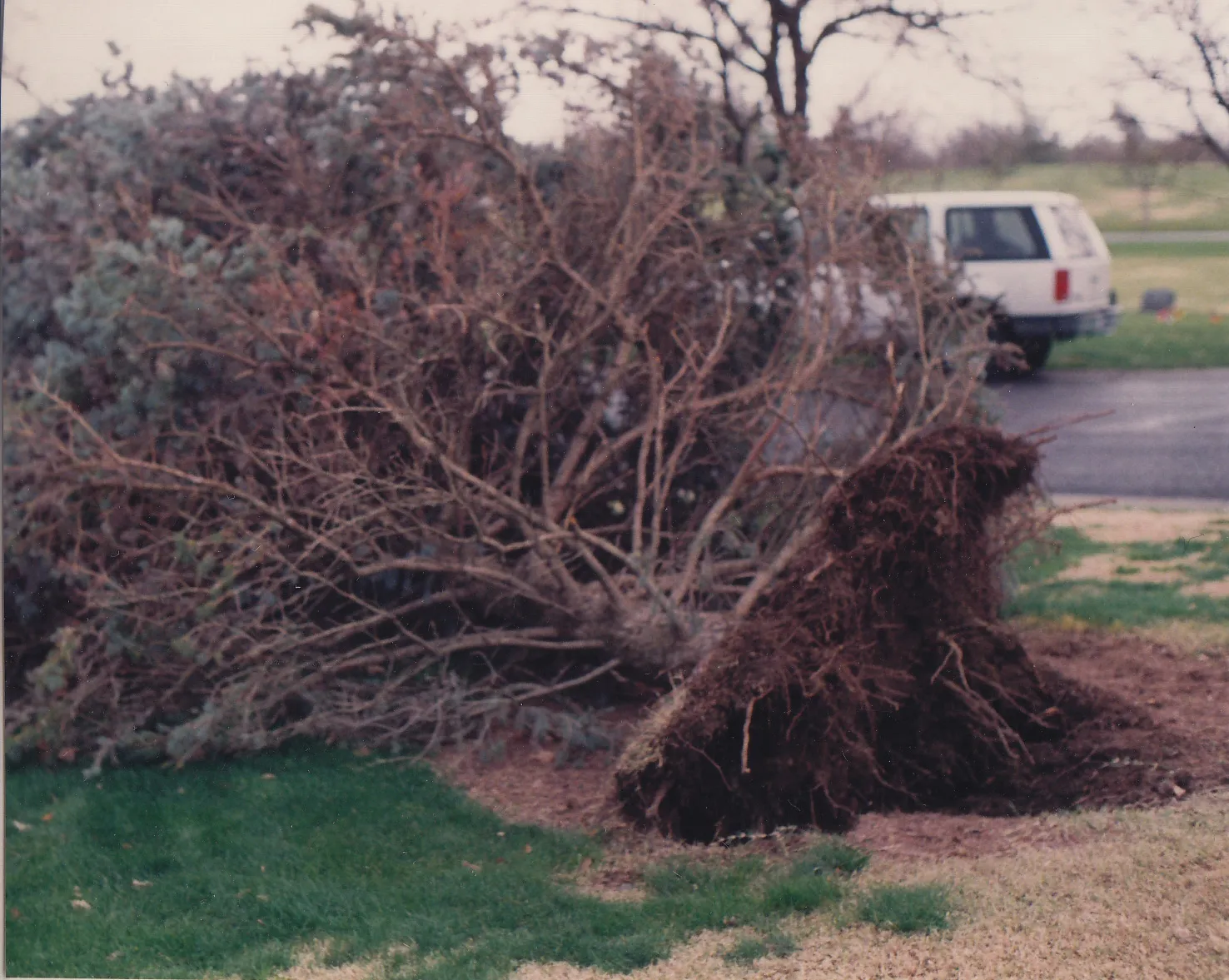Moraine ash 01
