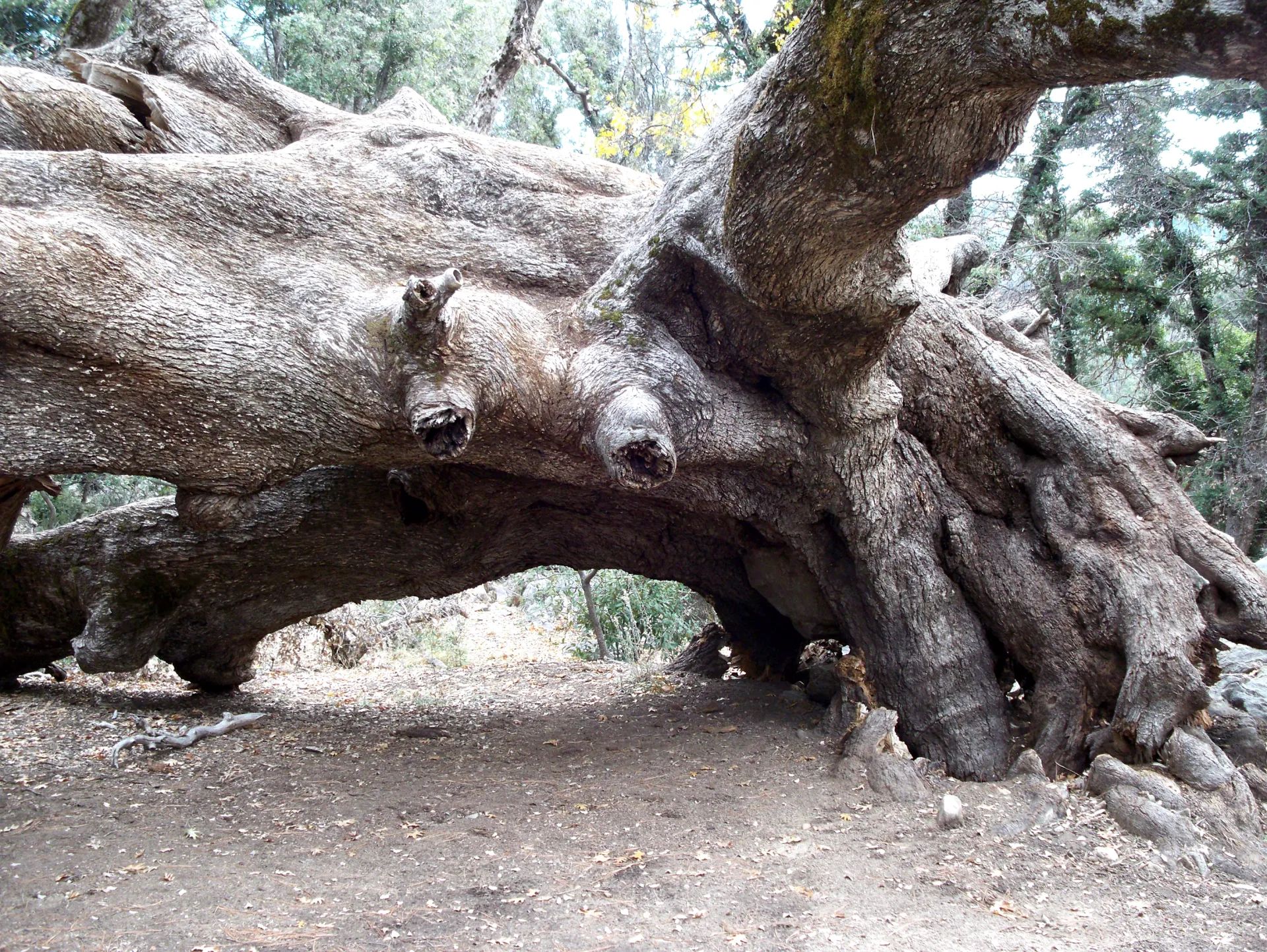 The fallen giant