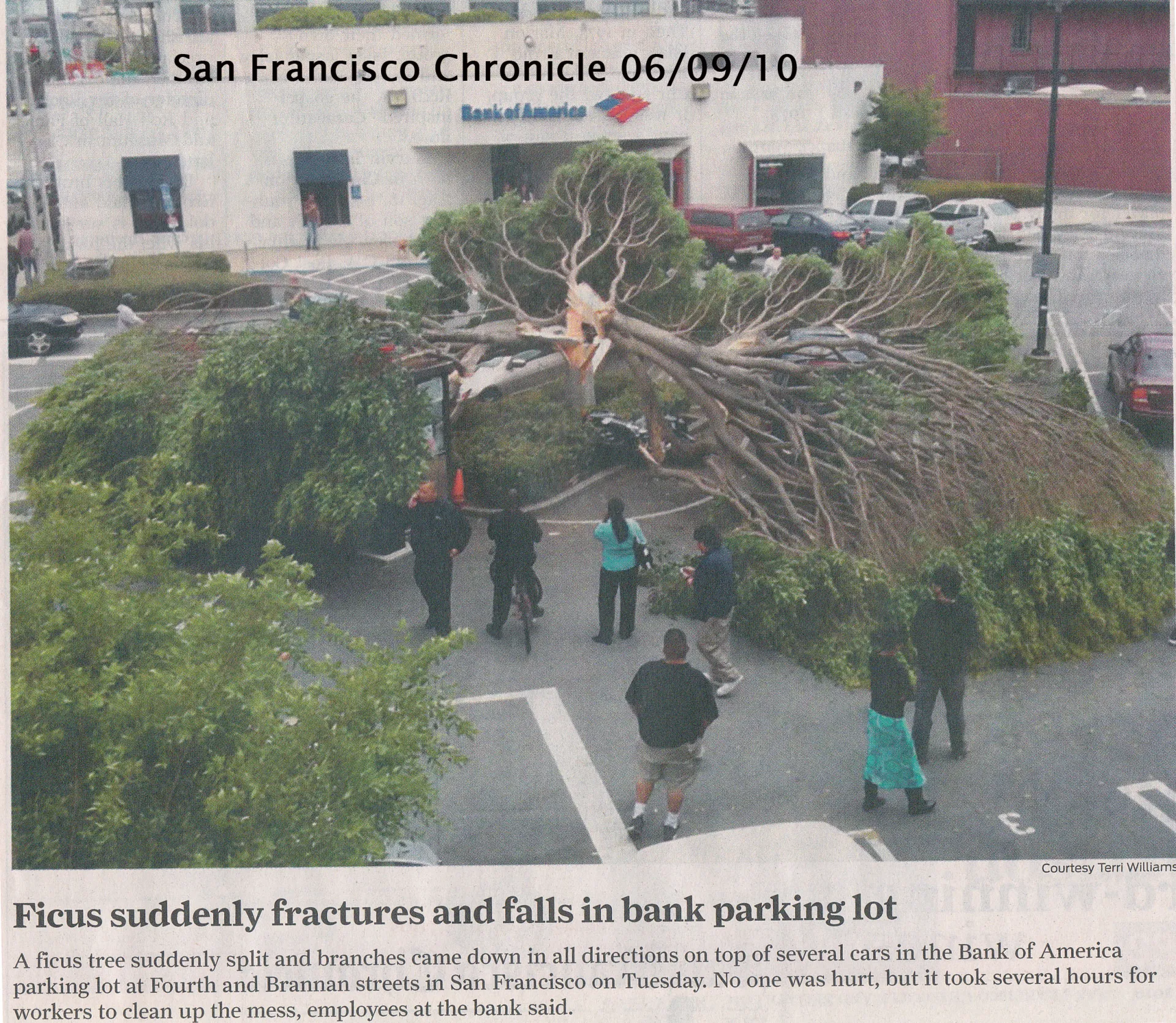ficus fracture