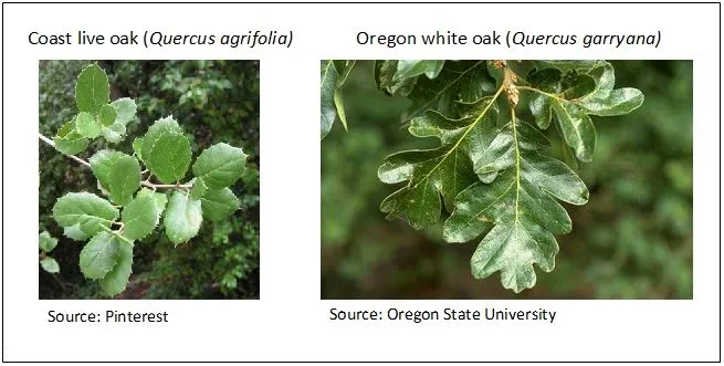 Oak Examples