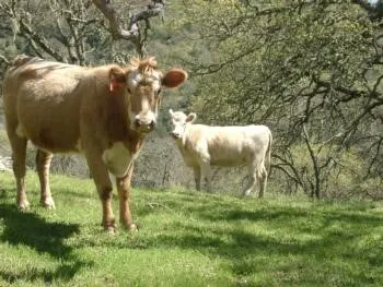 grazing pic