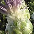 russianKnapweed_70