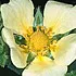 sulfurCinquefoil_70