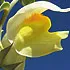 dalmationToadflax_70