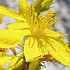 klamathweed_70