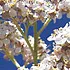 pepperweed_70
