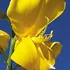 scotchBroom_70