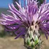spottedKnapweed_70