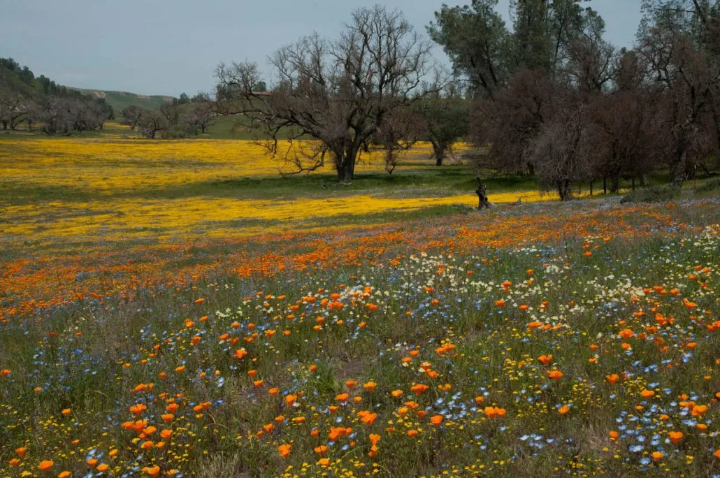 carrizo-2021-01-1030x684
