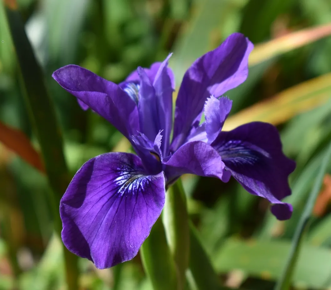 Douglas Iris-1-PureNativeGarden
