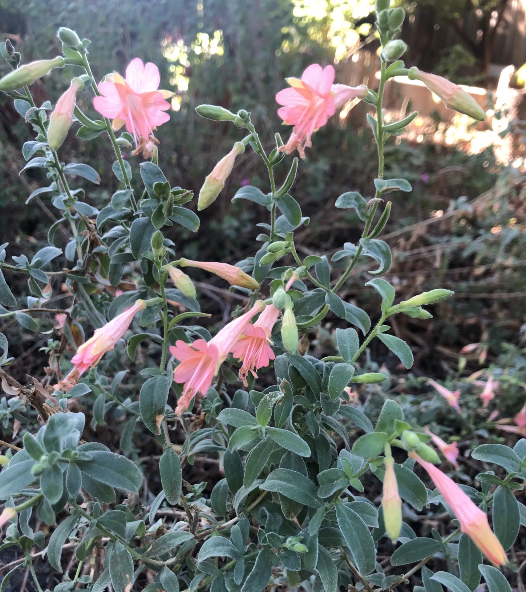 Penstemon species unknown