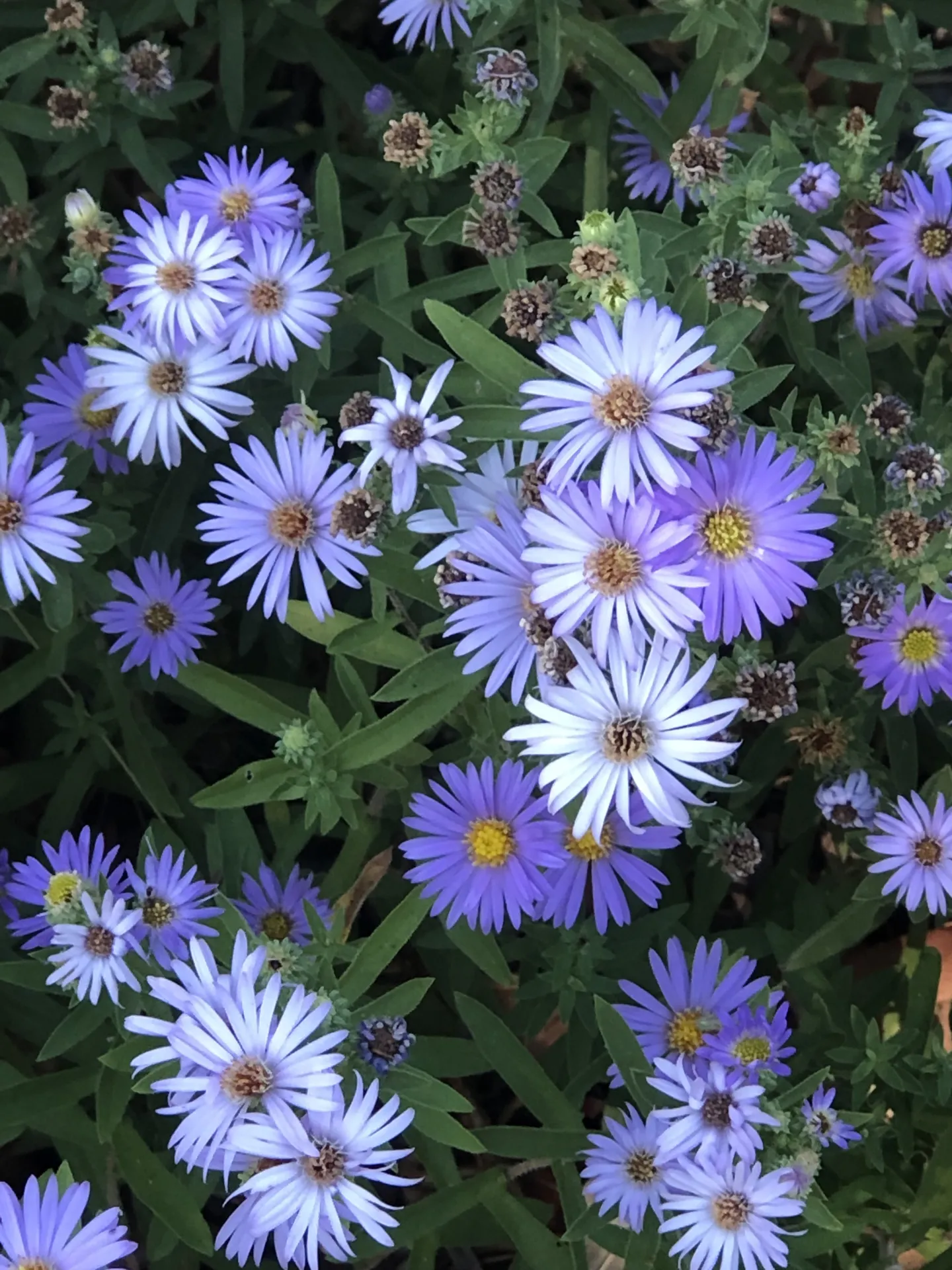 Aster species unknown