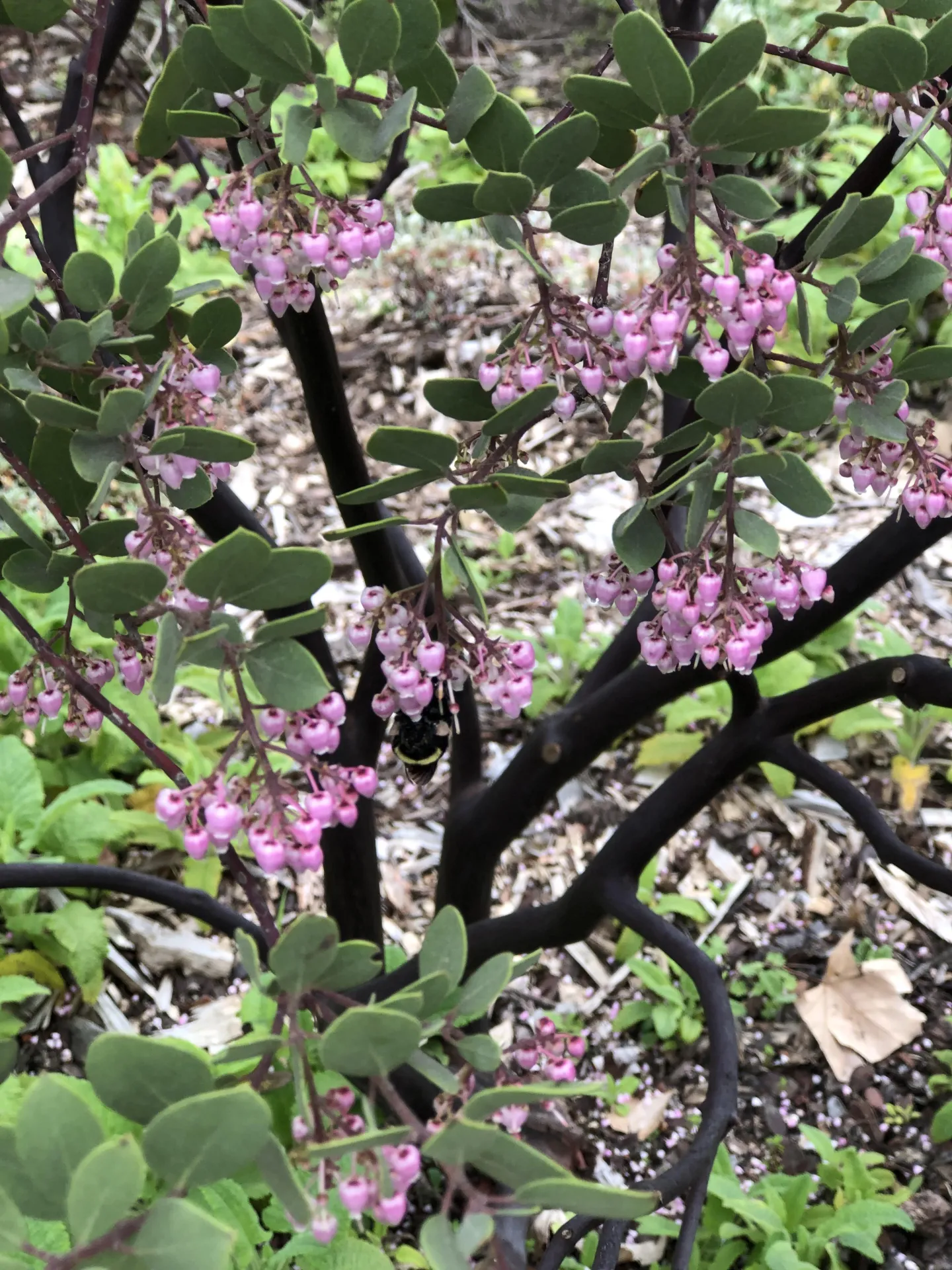 Manzanita-LaurindaOchoa