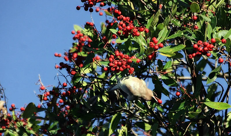 ToyonWithCedarWaxwing
