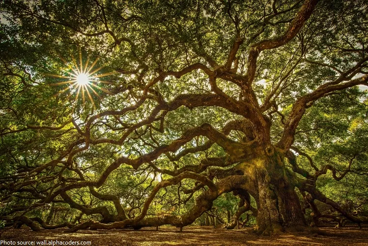 Local oak trees are under constnat threat - Courtesy UCANR