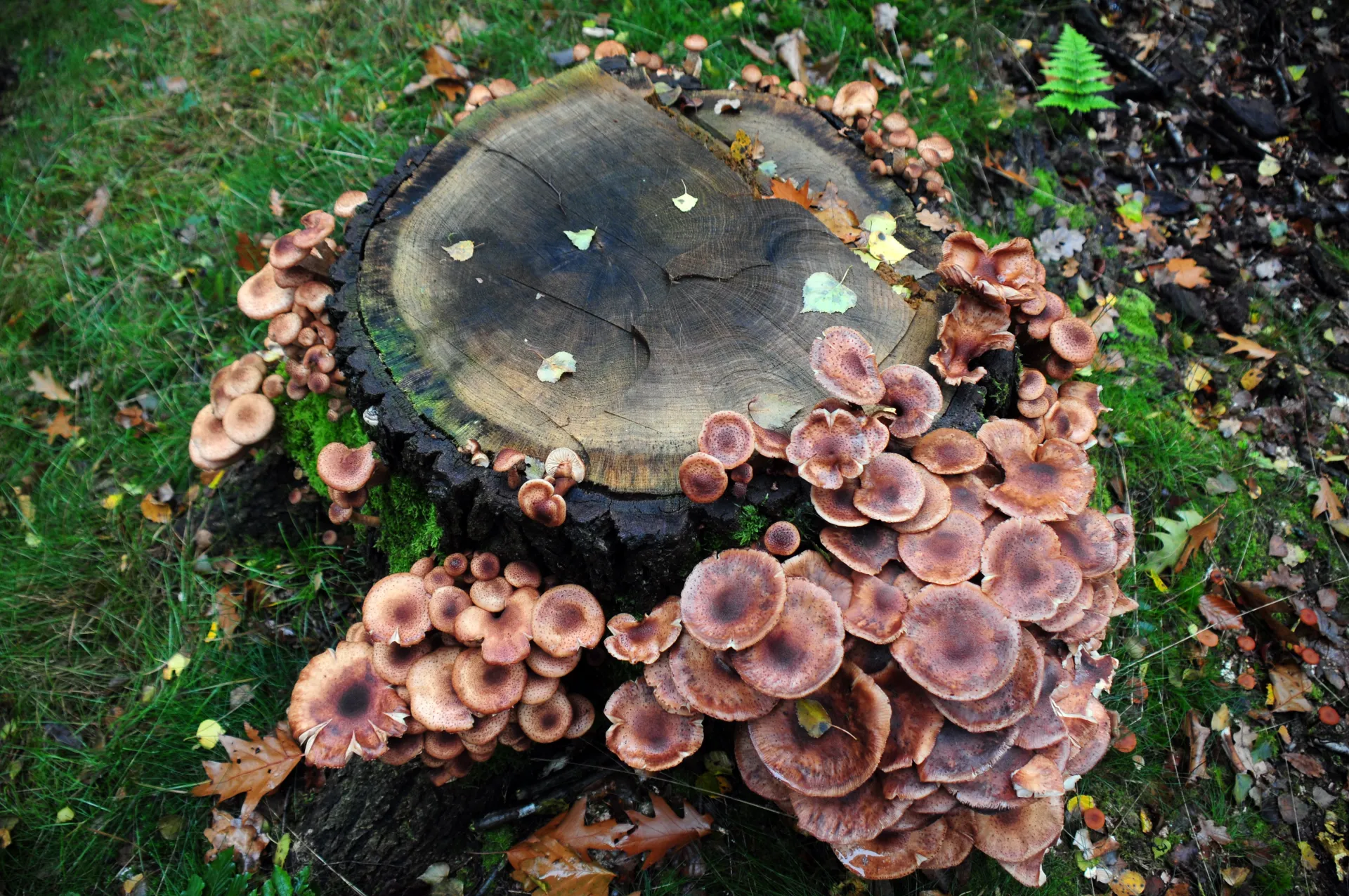 armillaria