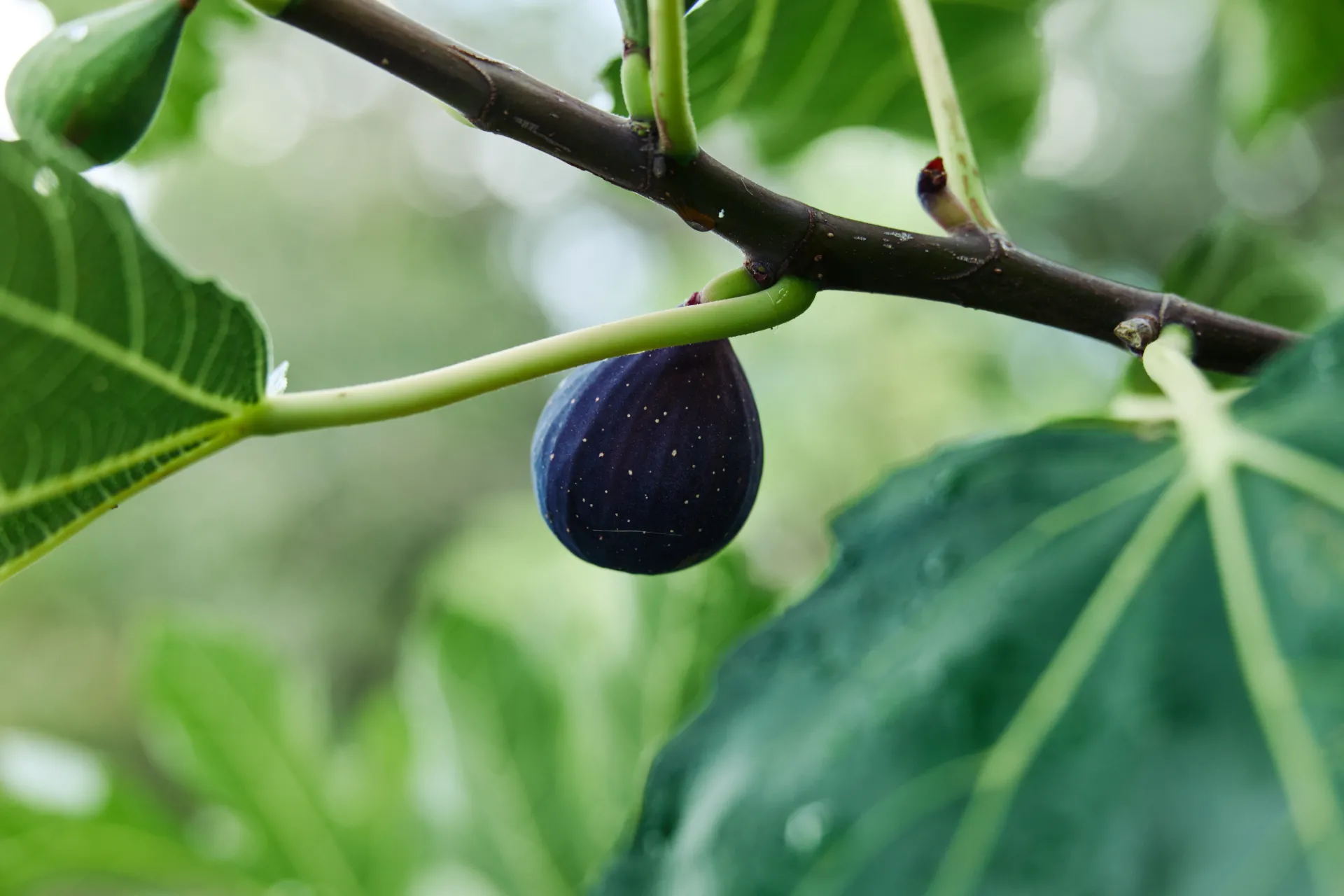 fig tree