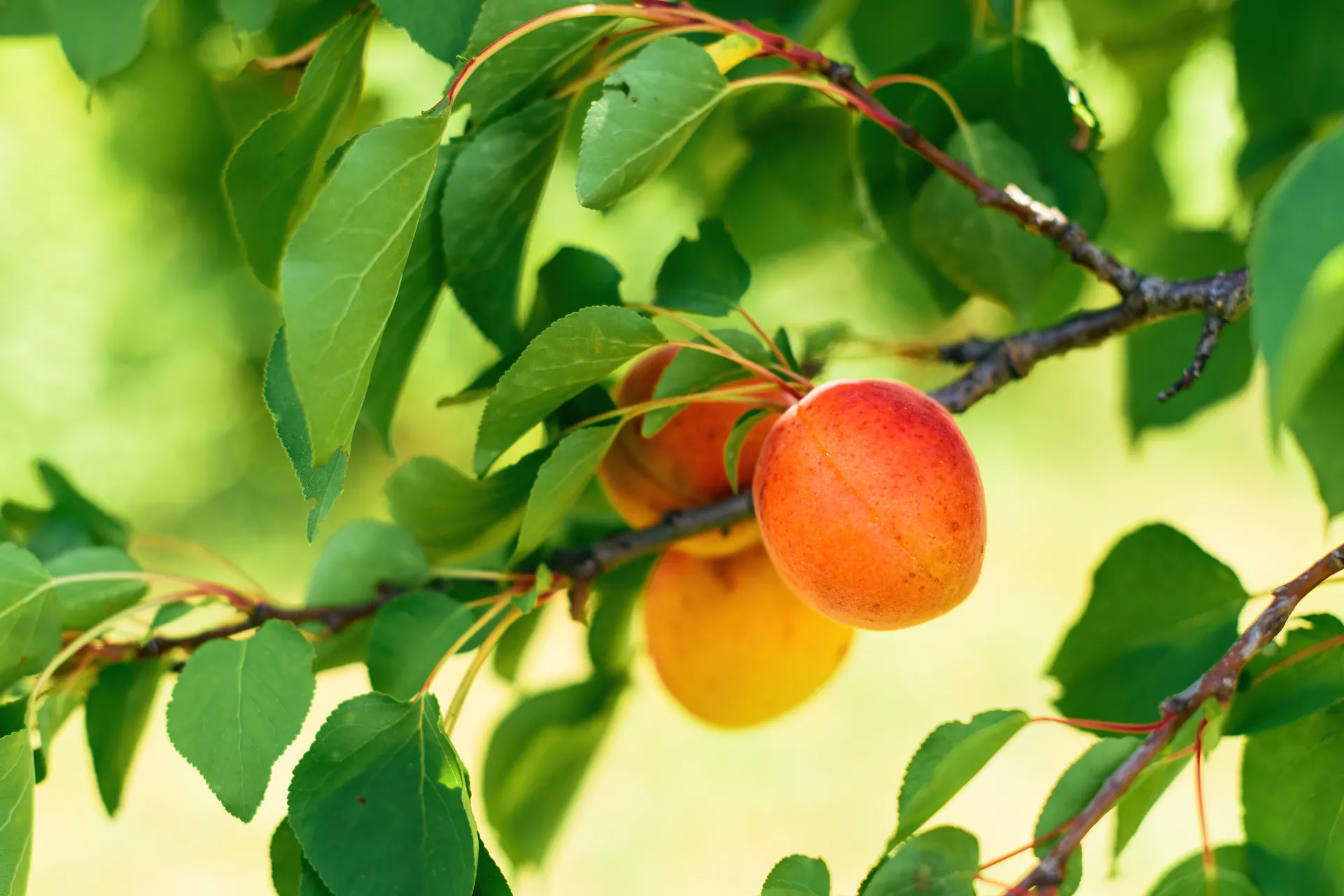 Apricot tree