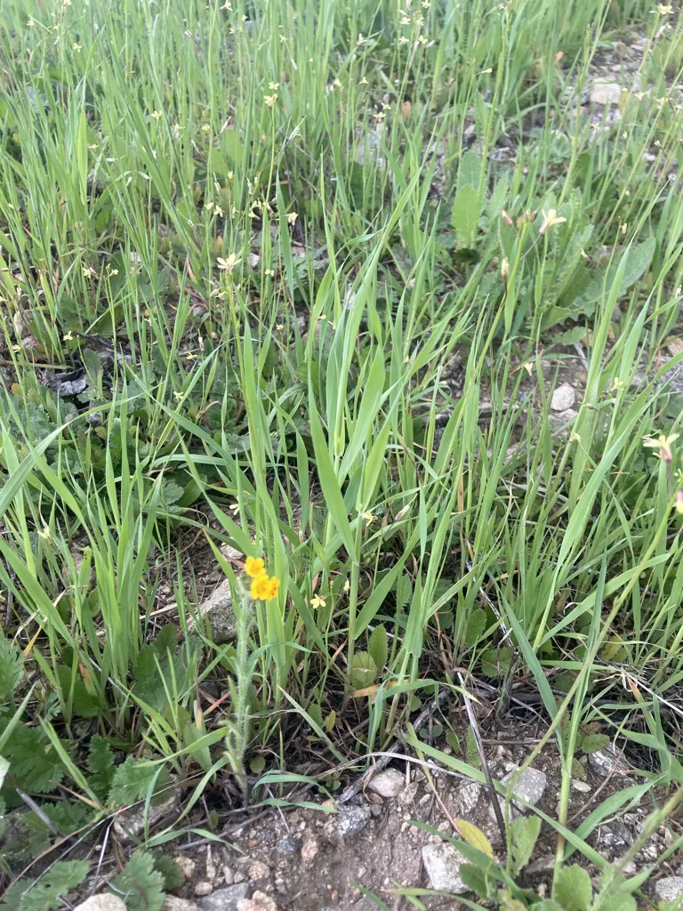 Small Amsinckia