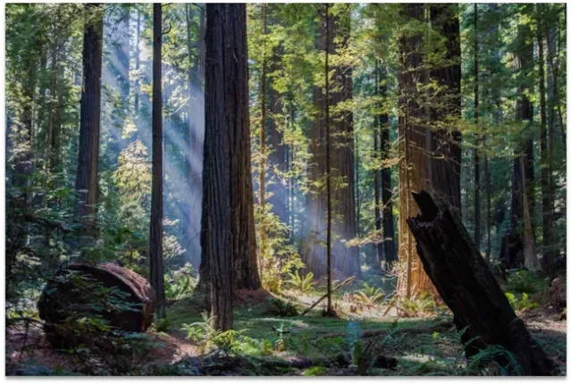 A ray of sunlight filters between the trees in a forest