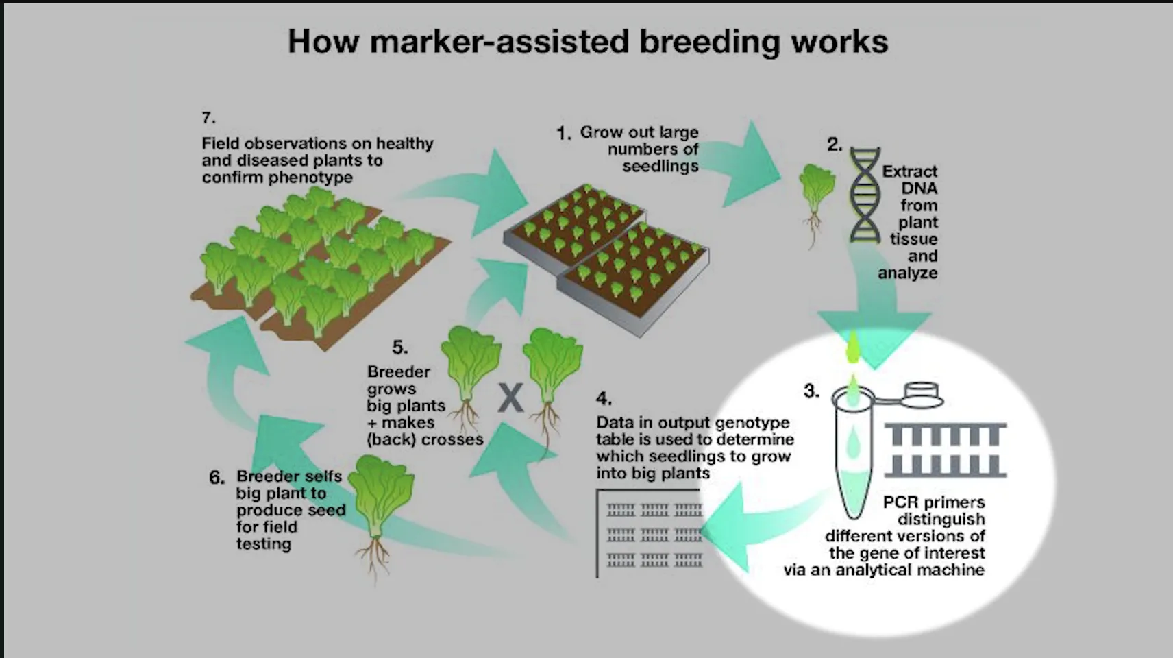 How marker-assisted breeding works. Illustration shows the process from field observations on healthy and diseased plant to confirm phenotype, growing out seedlings, extract DNA from plant tissue and analyze, PCR primers distinguish different versions of the gene of interest via an analytical machine. Data in output genotype table is used to determine which seedlings to grow into big plants. Breed grows big plants + makes back crosses. Breeder sells big lant to produce seed for field testing