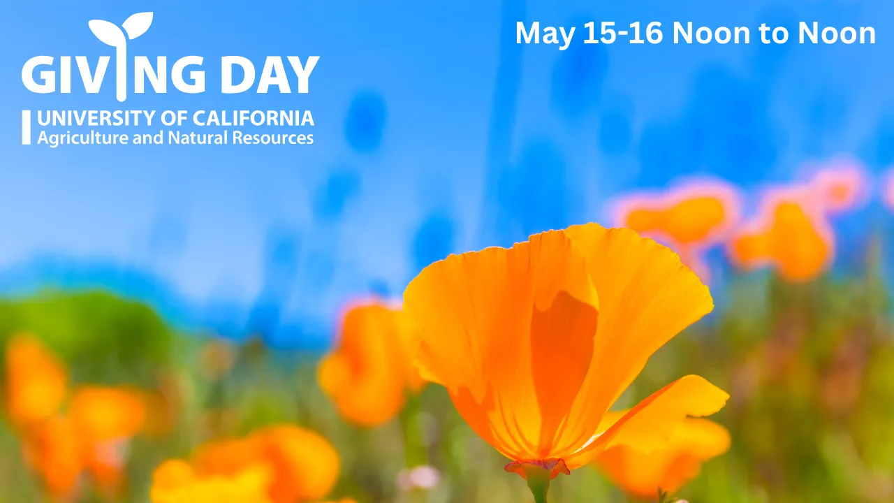 Orange poppies against a blue sky. UC ANR Giving Day May 15-16 noon to noon.