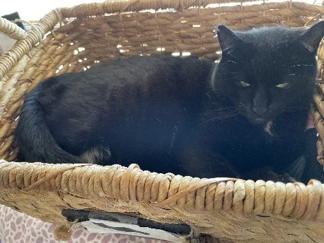 black cat in a basket