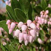 manzanita