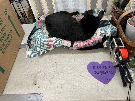 Black cat Reggie on a blanket