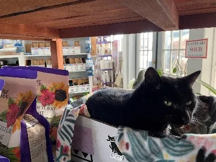 Black cat named Tessa in a cat bed