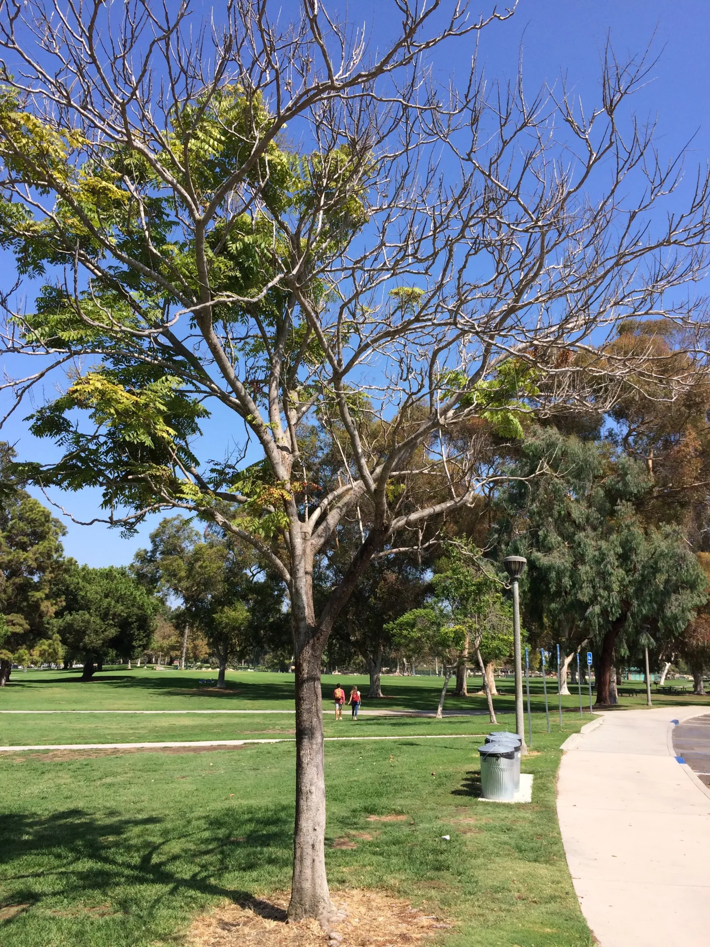 Branch dieback in a Koelreuteria bipinnata tree as a consequence of ISHB infestation. (Photo by Beatriz Nobua-Behrmann, UC Cooperative Extension)