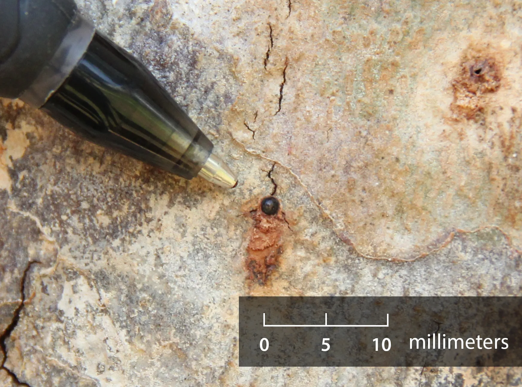 Female ISHB in entry hole (Photo by Monica Dimson, UC Cooperative Extension)