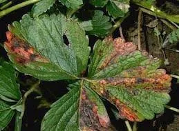 Angular Leaf Spot