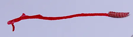 Maggot in act of creating art