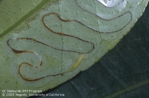 Leaf miner leaf damage