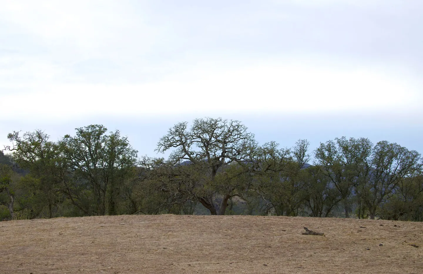 Oaks and Sky