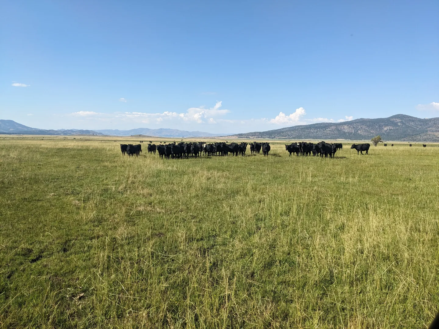Sierra Valley Cattle
