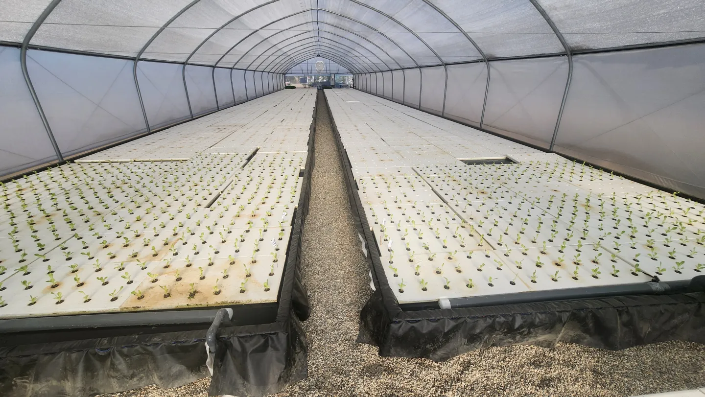 indoor hydroponics 