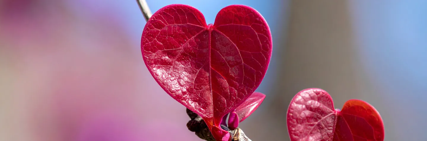 Redbud tree heart shaped leaf