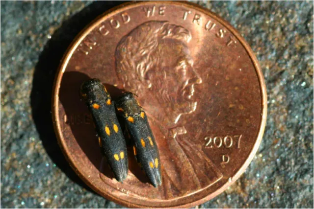 Adult GSOB