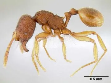 This auto-montage by Michael Branstetter shows a profile picture of an undescribed species of Stenamma.