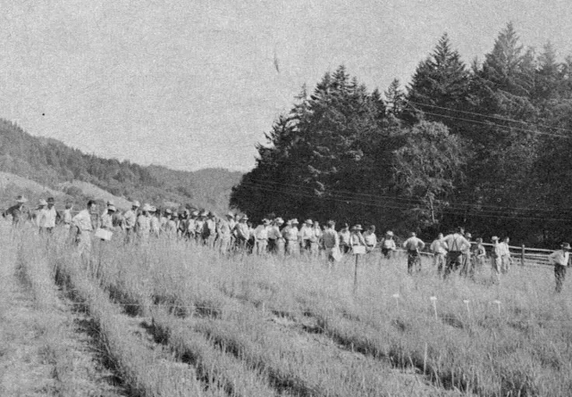 Before release of the beetle, there had been hundreds of demonstration and experimental plots.